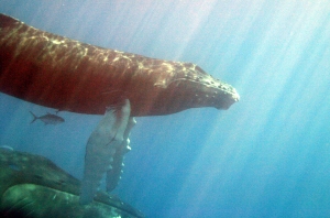 Watch Deadly Sounds Video by savethewhalesagain.com