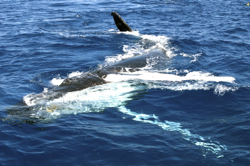 Uncle 2008 Wind Dancer CD