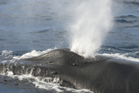 Whale-headandspout-WD-08