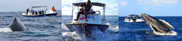 swim with humpback whales